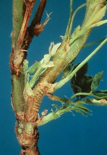 نماتد ساقه یونجه یا نماتد ساقه و پیاز  (Bulb and stem)